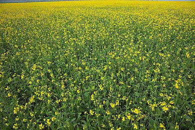 《孤岛惊魂6》首个DLC下周上线 扮演《孤岛惊魂3》大反派