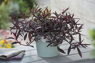 《龙腾世纪：恐狼》更名 6月11日放出预告